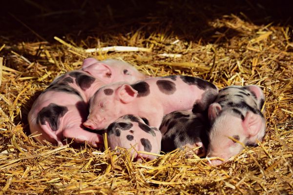 Произвођачи свиња: Европа има вишак свињског меса и извози прасиће у Србију