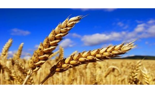 Хибридна пшеница