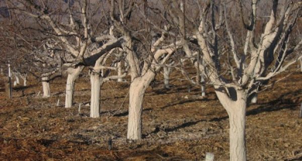 Кречење стабала воћака