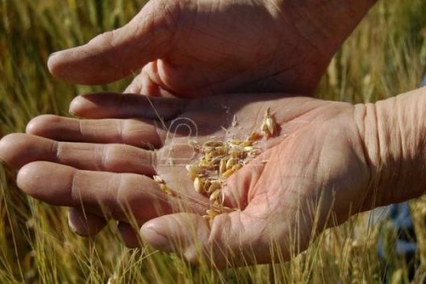 Влада Србије одобрила месечне квоте за извоз житарица, брашна и уља