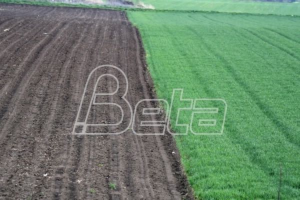 Пољопривредници: Суша почиње да угрожава пшеницу и остале усеве