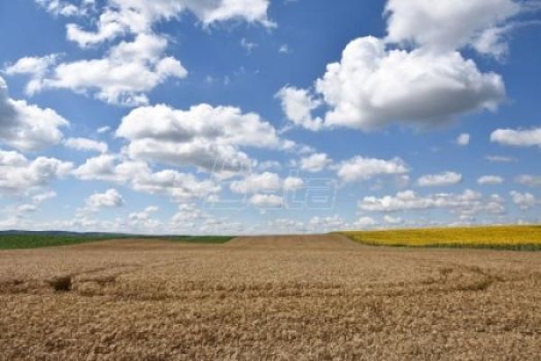 Пољопривредници траже од државе да откупи 200.000 тона пшенице по 50 динара по килограму