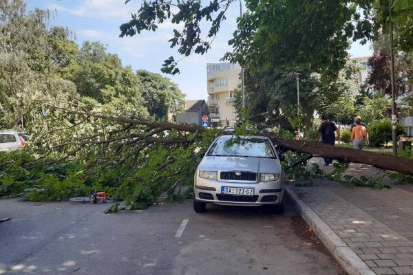 Обрушила се велика грана у Краља Петра: Улица затворена за саобраћај