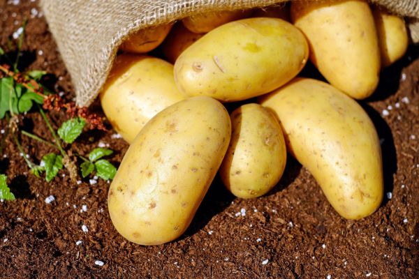 Krompir u Srbiji od prošle godine skuplji 193 odsto, uvoz velikih količina iz Francuske