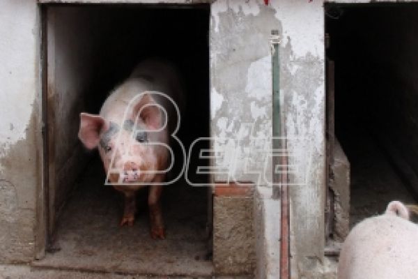 Произвођачи: Скупа сточна храна гаси фарме свиња у Србији, месо ће поскупљивати