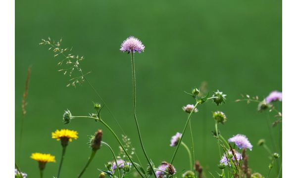 Посебну пажњу обратите на каренцу