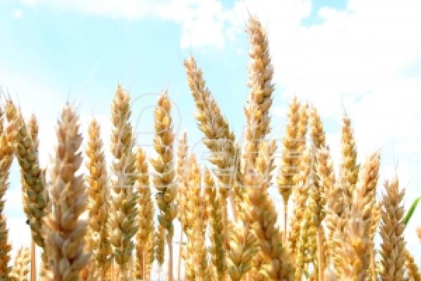Завод за статистику: Очекивани род пшенице мањи за 7,5 одсто него прошле године