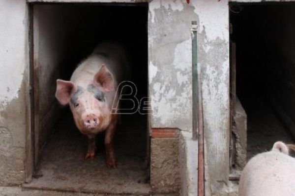 EFSA objavila da je u Srbiji zabrinjavajuće širenje afričke kuge svinja
