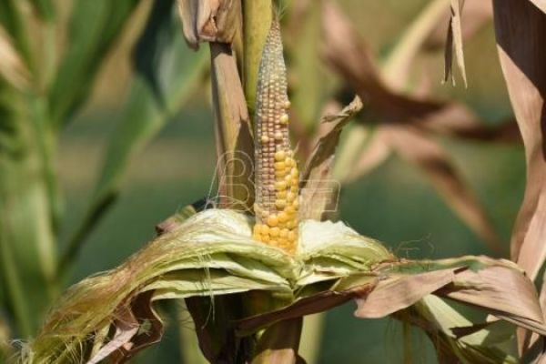 Произвођачи кукуруза: Поновиће се 2017. када просечан принос није био ни три тоне по хектару