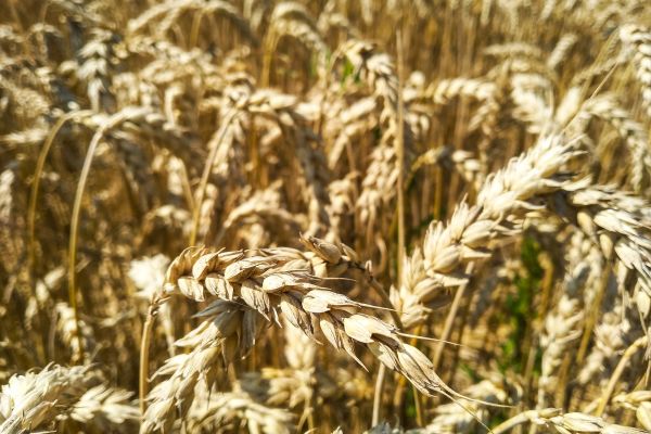 Произвођачи пшенице у Србији: Нетачна рачуница министра пољопривреде