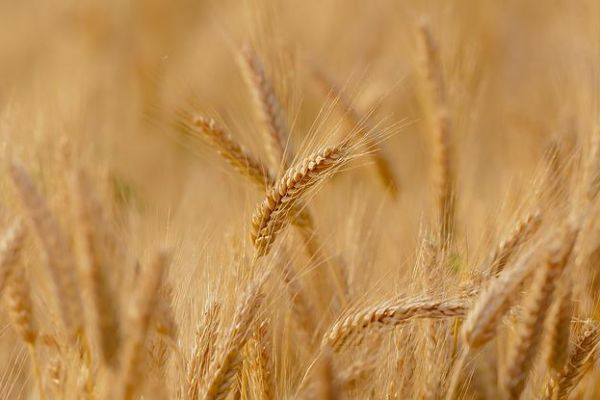 У паду цена и тражња пшенице