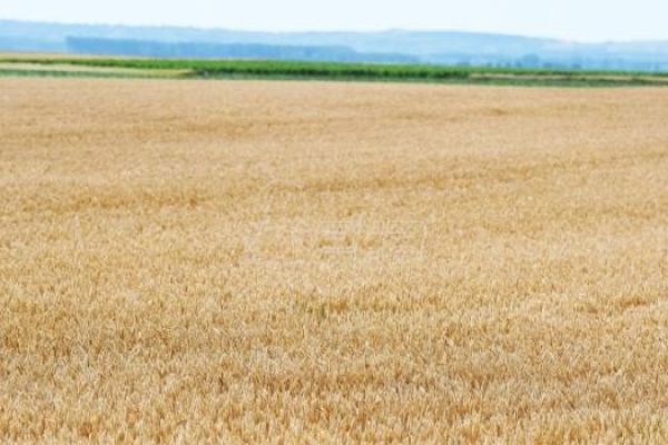 Студија: Глобално загревање може проузроковати веће приносе пшенице и оштрије скокове цена