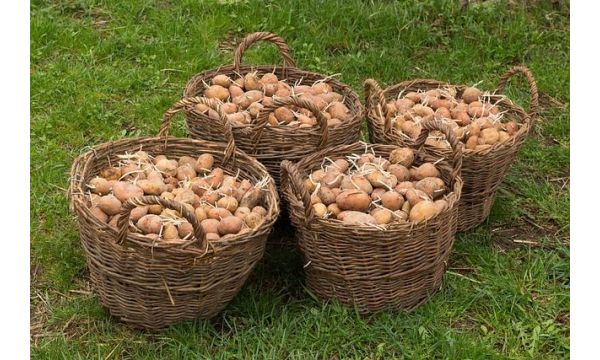 Bolesti u skladištu i njegova zaštita