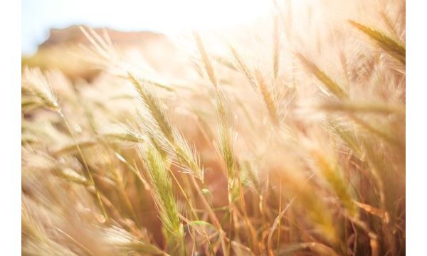 Услови за постизање добрих приноса пшенице