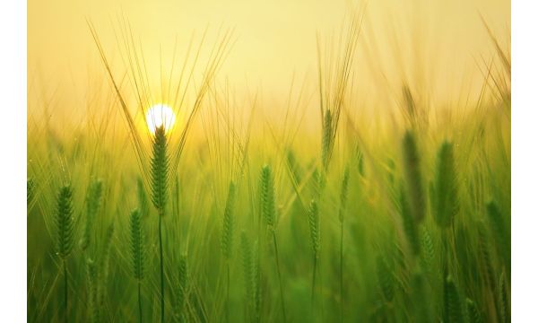 Pšenica i niske temperature