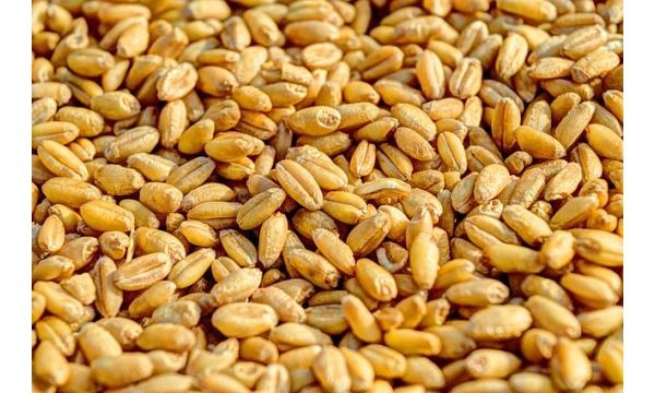 Шта подразумева оптимално време сетве пшенице