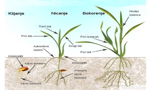 Šta sve utiče na dobro bokorenje pšenice