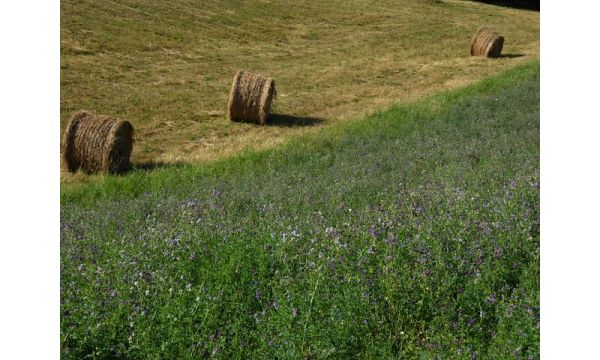 Korovi u lucerki - suzbijanje