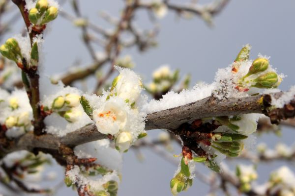 Sneg i niske temperature ugrozili voće