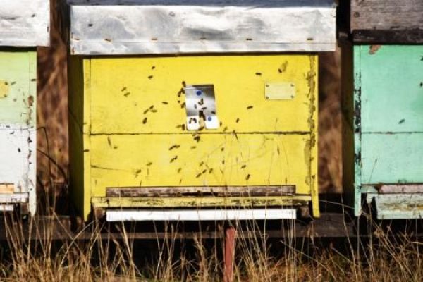 Ministarstvo poljoprivrede: Raspisan konkurs za subvencije pčelarima od 800 dinara po košnici