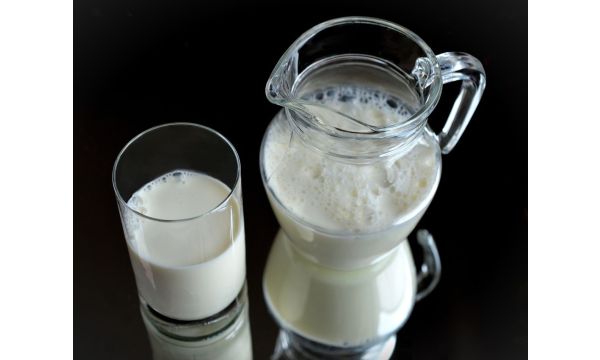 Uticaj prvih 100 dana laktacije na povećanje proizvodnje mleka