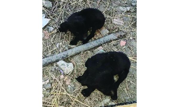 Štenci u jami za uginule svinje