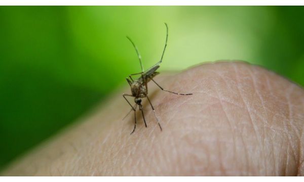Oprez!Registrovani  zaraženi komarci i kod nas