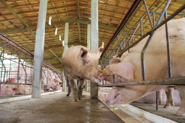 Potvrđena 1.932 slučaja afričke kuge svinja