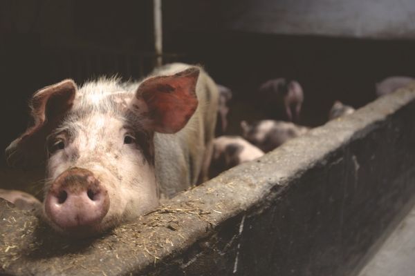 Еутаназија 300 свиња у МЗ Баново Поље