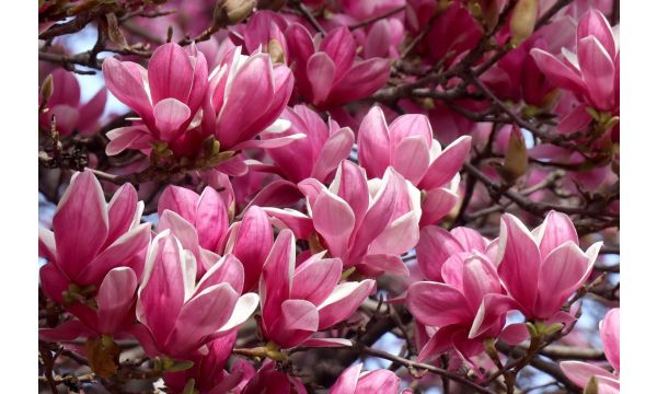 Priča o magnoliji