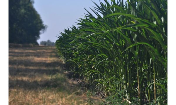 Кукуруз на воли тврду постељу