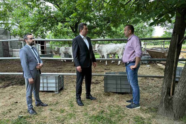 Jankovići iz Dobrića jedini u Srbiji imaju italijanska goveda rase kijanina