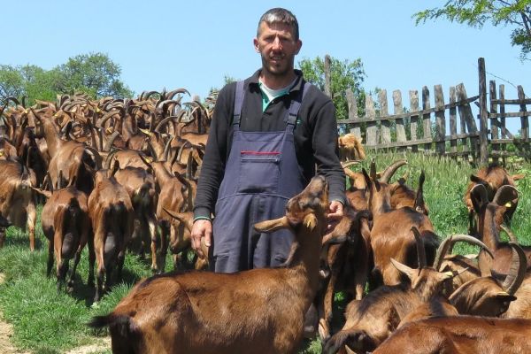 Farma koza „Dobrić“ u Beloj Reci : Ime stečeno kvalitetom