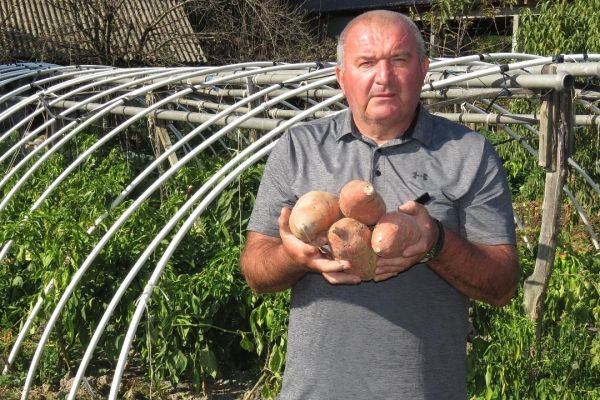 Batat težak gotovo dva kilograma rodio u Bogatiću
