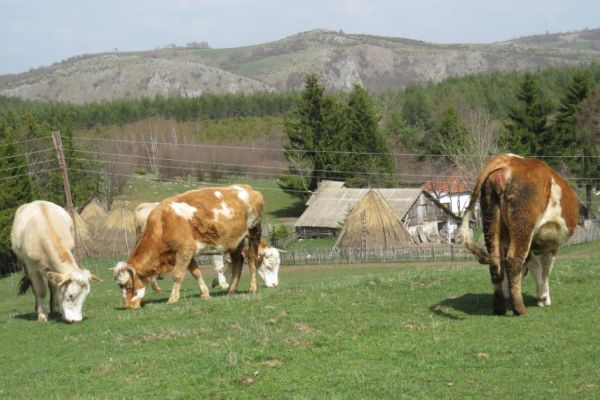Више од 18 милијарди динара за квалитетна приплодна грла за 2025. годину