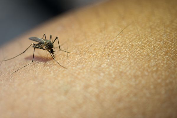Batut: Petoro obolelih od groznice Zapadnog Nila