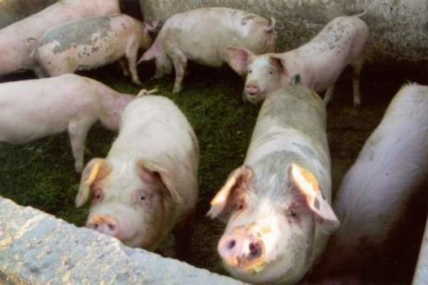 Afrička kuga svinja ne posustaje