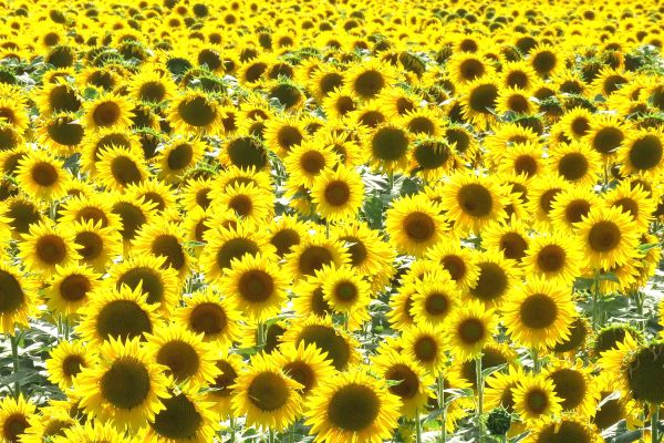 Danas i narednih dana sunčano i veoma toplo