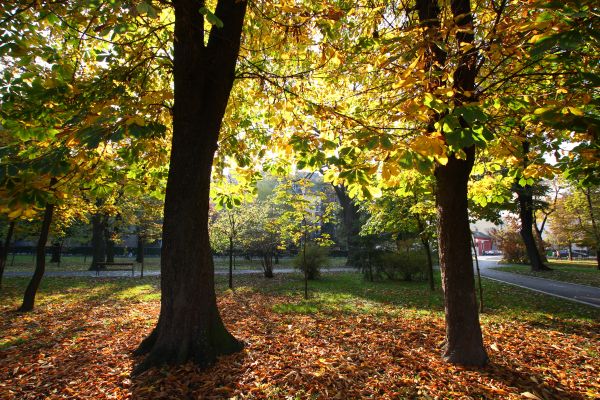 Danas do 19 stepeni, od sutra kiša i zahlađenje