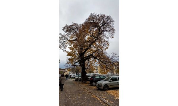 Заштићена липа у центру Шапца