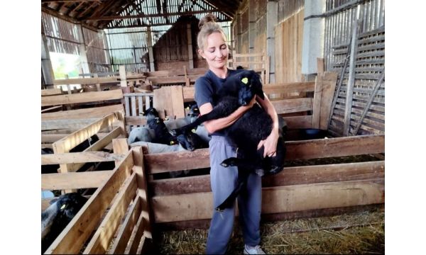 Češka linija, ruska ovca, mačvansko domaćinstvo