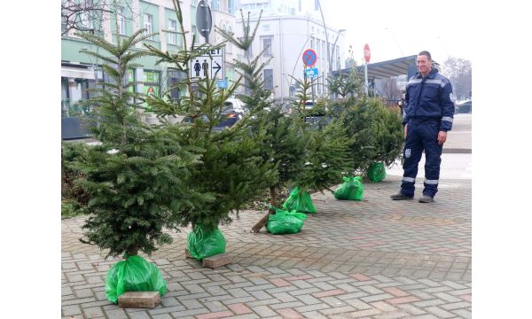 Jelka sa busenom je najbolji izbor
