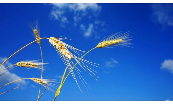 Захтев пшенице према агроеколошким чиниоцима