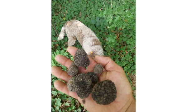 Traganje za tartufima