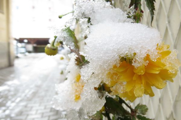 Bioprognoza za 5. januar