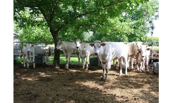 Između subvencija i nestabilnih cena