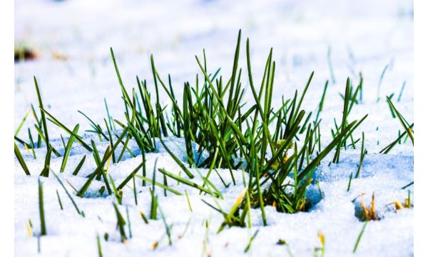 Direktan uticaj niskih temperatura i snega na ozime useve