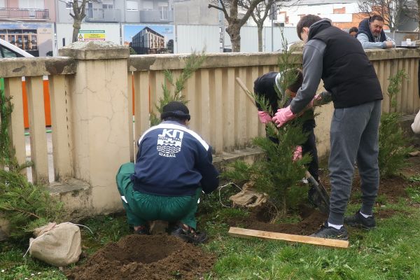 U Vukovoj školi posađeno 50 sadnica tuje