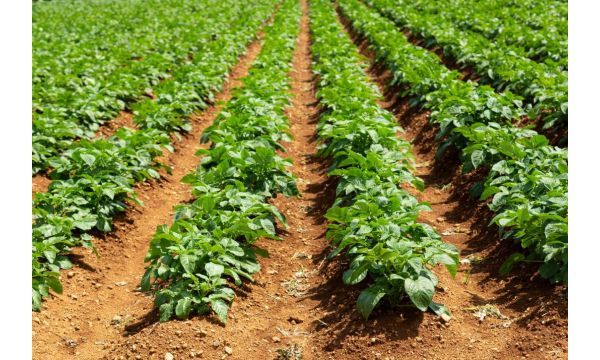 Rana setva krompira podrazumeva i zaštitu od mraza