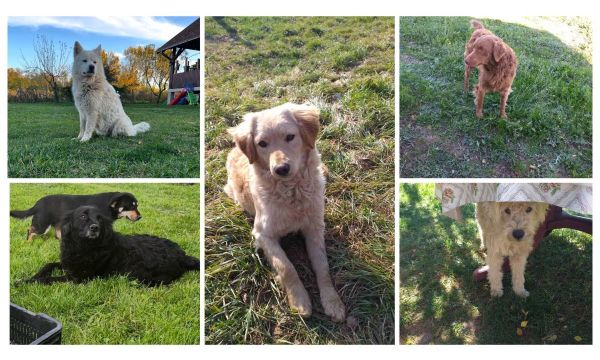 Ko je potrovao pse, otrovao bi i nas